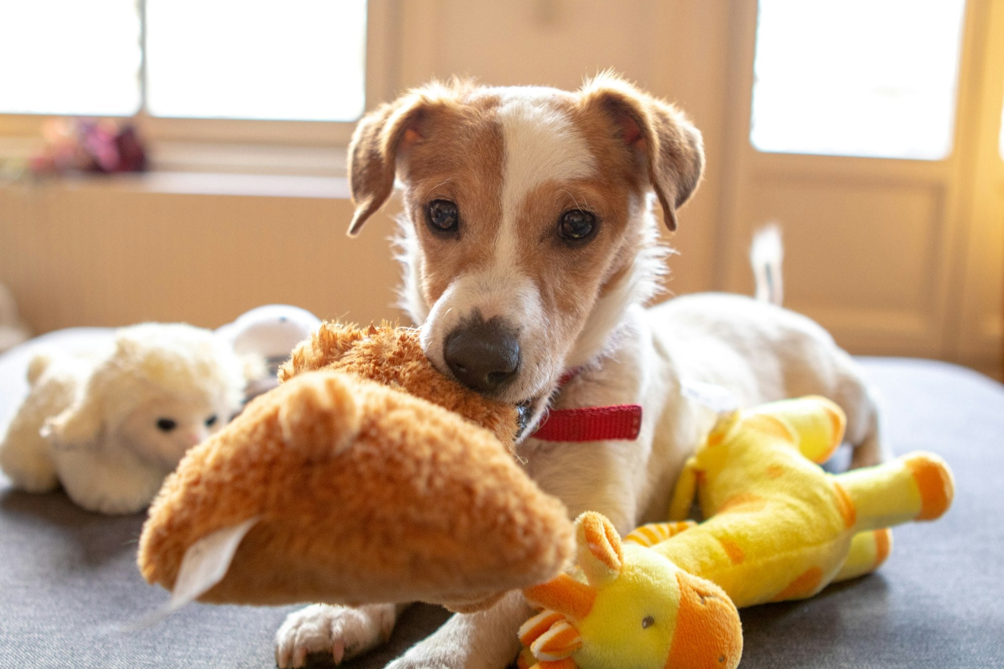 Happy puppy playing with plush toys on a cozy bed