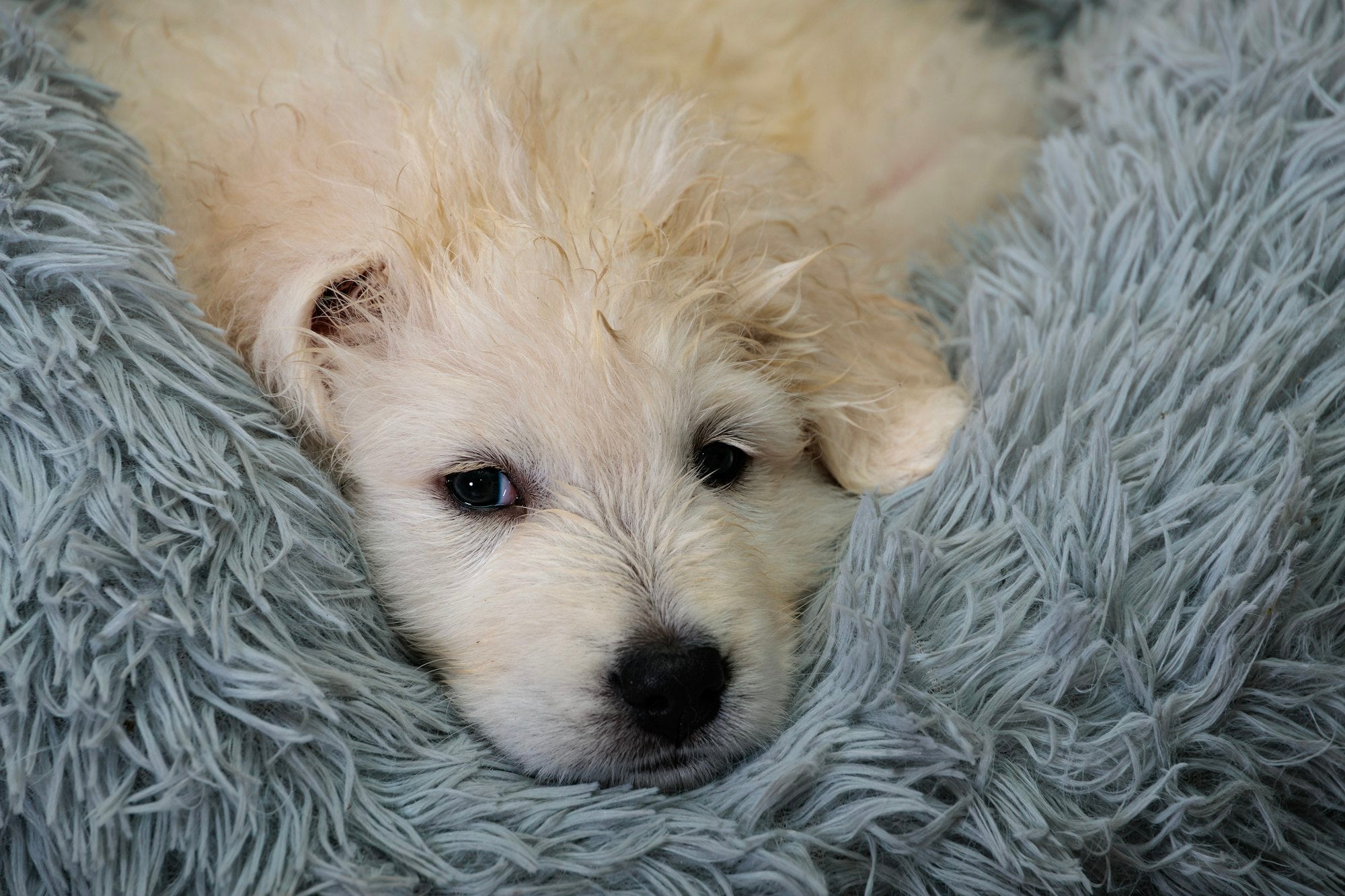 Fluffy puppy snuggled into a soft shag faux fur bed