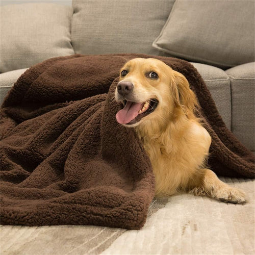 Golden retriever snuggled in a brown sherpa throw blanket on the couch