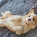 Puppy lying on a gray sherpa throw blanket